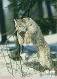 lynx2jpg