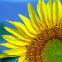 sunflower.jpg