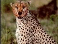 gepard3.jpg