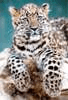 gepard.jpg