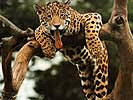 leopard005_.jpg