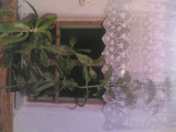 Flower1.jpg