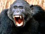 animal.jpg
