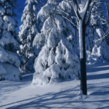 zima2.gif