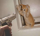 kot_1_.jpg