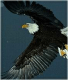 eagle.jpg