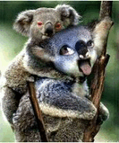 koala.jpg