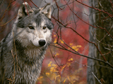 Gray_Wolf.jpg