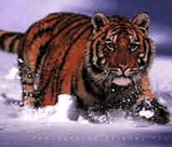 Images_83_.jpg