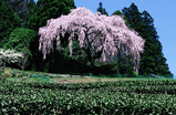 sakura08.jpg