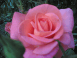 17062006_011_.jpg