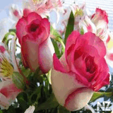 Beautiful_Roses