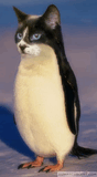 61735_pengviocat.jpg
