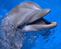 Dolphin0582.gif