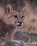 anipuma