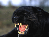 puma.jpg