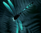 Dragonfly_001.jpg