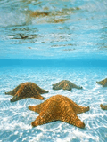 Starfishes.jpg