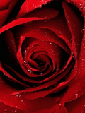 Rose3.jpg