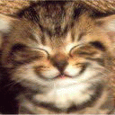 Cat.gif
