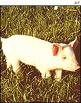 images_8.jpg
