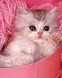 Pink_Cat.nth