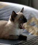 Kitty_12.jpg