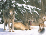 ][ati and wolfs.jpg