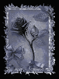 Black_Rose.jpg