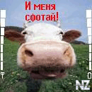 dnskamalov