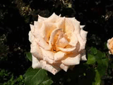 r2.jpg