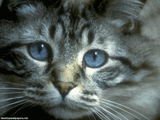 cat03.jpg