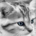 5bb6e0720f9f.gif