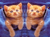 kittens.jpg
