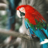 Macaw.jpg