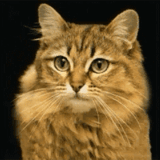 Хищники.gif