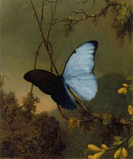 Blue_Butterfly.jpg
