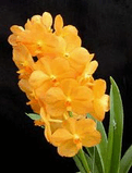 orchid3