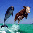 2 дельфина_.gif