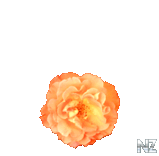 orange_rose.png