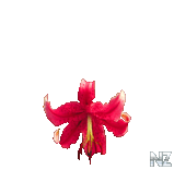 oriental_lily.png