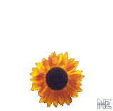 sunflower.png