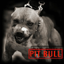 pit bul_C.jpg