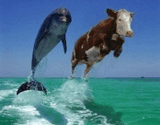 Delfin.jpg