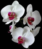 orchid5.jpg