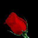Роза.gif