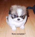 Маленький,но ужасно суровый.325.jpg