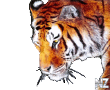 tiger.png