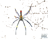 spider.png