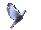 Peace Bird